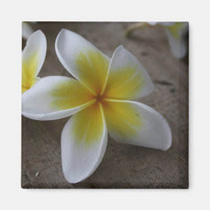 プルメリア - フランジパニの花の写真 マグネット