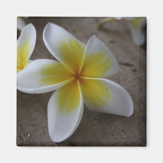 プルメリア - フランジパニの花の写真 マグネット (正面)