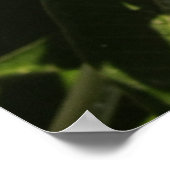 プルメリア ポスター (角)