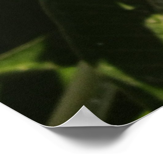 プルメリア ポスター (角)