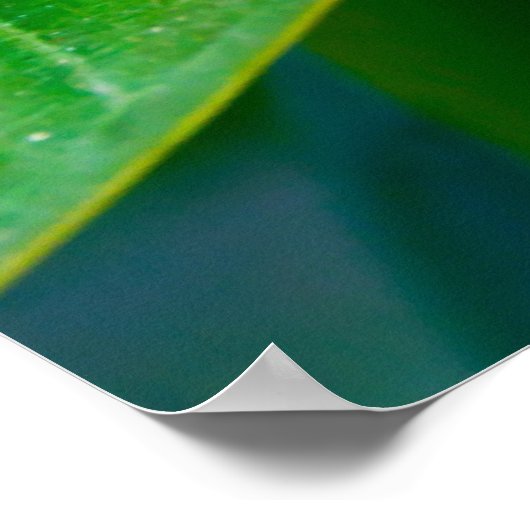 プルメリア ポスター (角)