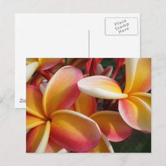 プルメリア ポストカード (正面/裏面)