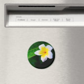 プルメリア マグネット (インサイチュ (食洗機))