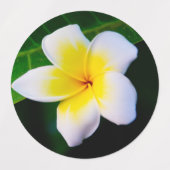 プルメリア ラベル (デザイン2)