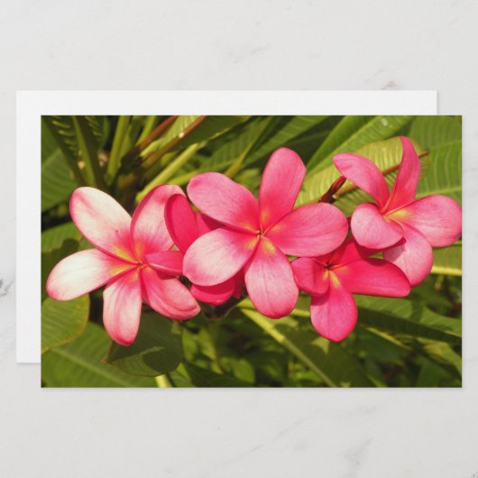 プルメリア 便箋 (正面/裏面)