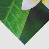 プルメリア 薄葉紙 (詳細)