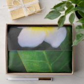 プルメリア 薄葉紙 (ギフト)