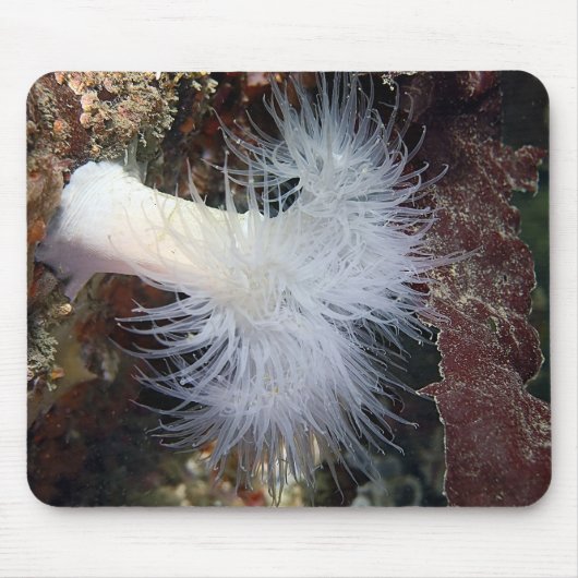 プルモース・アネモン(Metridium farcien) マウスパッド (正面)