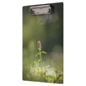 プルーネラフラワー自然写真 クリップボード (左)