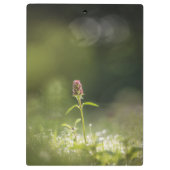 プルーネラフラワー自然写真 クリップボード (裏面)