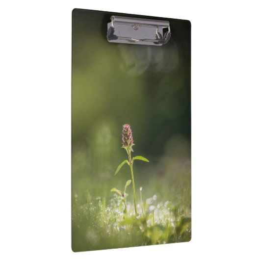 プルーネラフラワー自然写真 クリップボード (右)