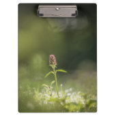 プルーネラフラワー自然写真 クリップボード (正面)