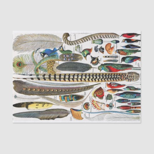 プルーム 薄葉紙 (正面)