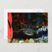 プレコウォッチング ポストカード (正面/裏面)