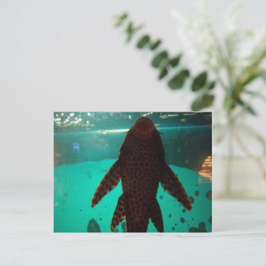 プレコ ポストカード (スタンド正面)