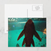 プレコ ポストカード (正面/裏面)