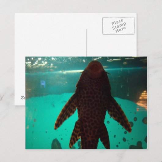 プレコ ポストカード (正面/裏面)