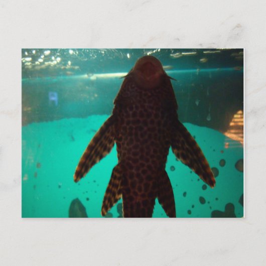 プレコ ポストカード (正面)