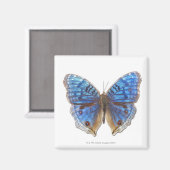 プレシスラダマ マグネット (正面/裏面)