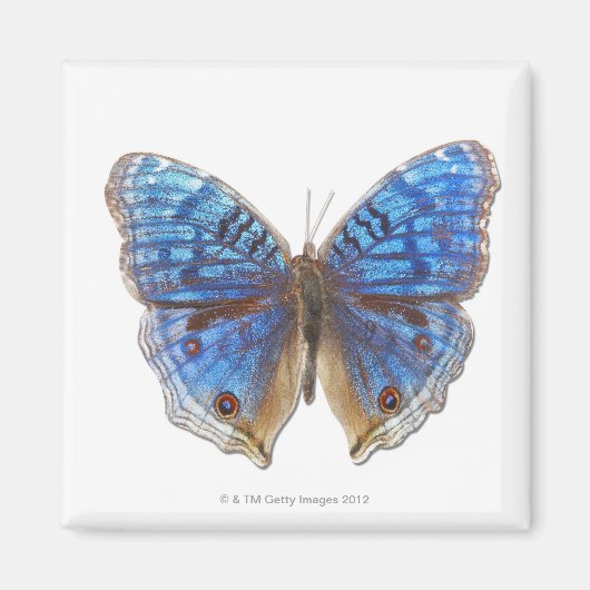 プレシスラダマ マグネット (正面)