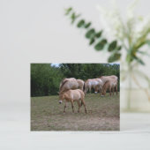 プレゼワルスキーの馬 ポストカード (スタンド正面)