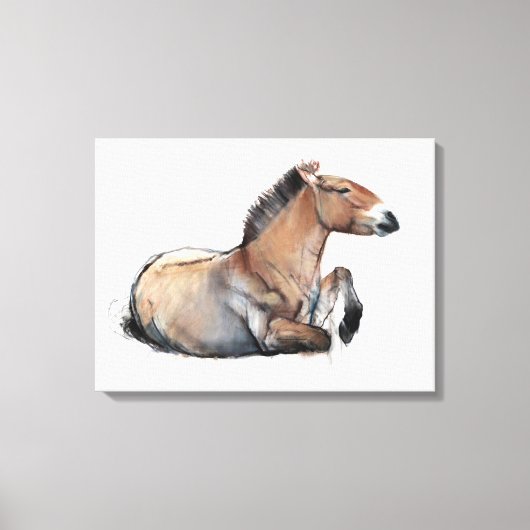 プレゼワルスキー2011年着席 キャンバスプリント (正面)