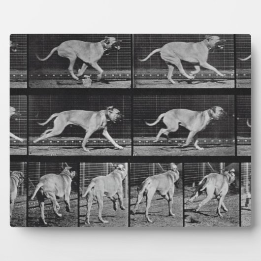 プレートランニング707 - 「Animal Movoction」から、Dog's dog, 1 フォトプラーク (正面)