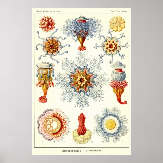 プレート十七シホノフォラ ポスター (正面)