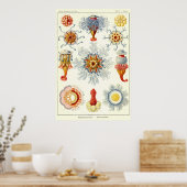 プレート十七シホノフォラ ポスター (キッチン)