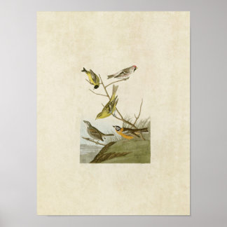 プレート00 | Siskin、Redpoll、Tanager & Finch ポスター