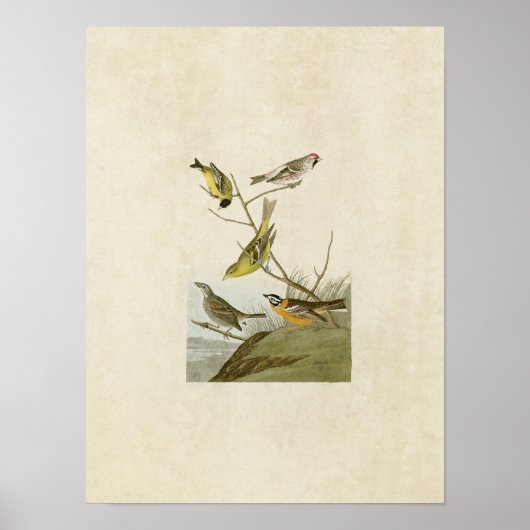 プレート00 | Siskin、Redpoll、Tanager & Finch ポスター (正面)