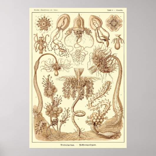 プレート06tubulariae ポスター (正面)