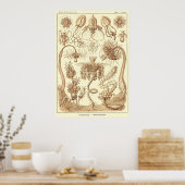 プレート06tubulariae ポスター (キッチン)