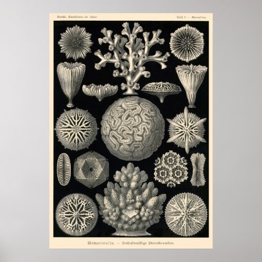 プレート09ヘキサコララ ポスター (正面)