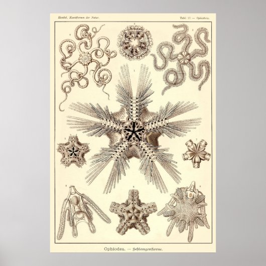 プレート10オフィオデア ポスター (正面)