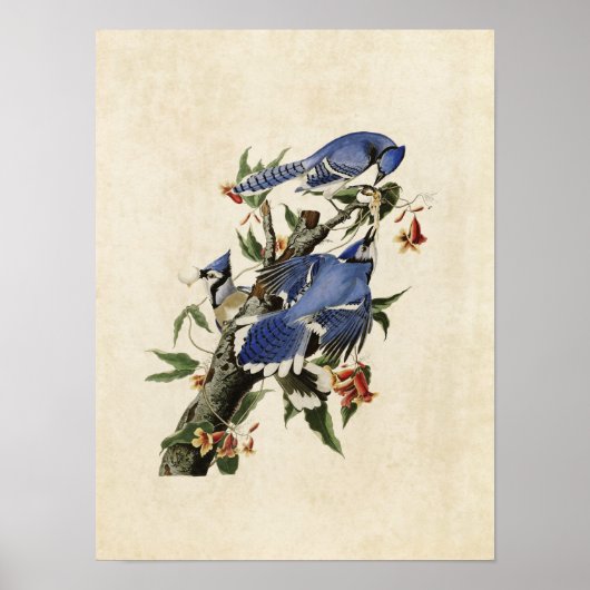 プレート102 | Blue Jay |アメリカの鳥 ポスター (正面)
