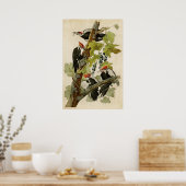 プレート11 |キツネザル |アメリカの鳥 ポスター (キッチン)