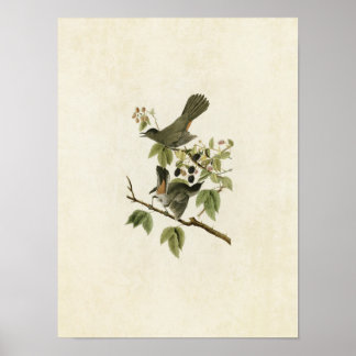 プレート128 | Catbird |アメリカの鳥 ポスター