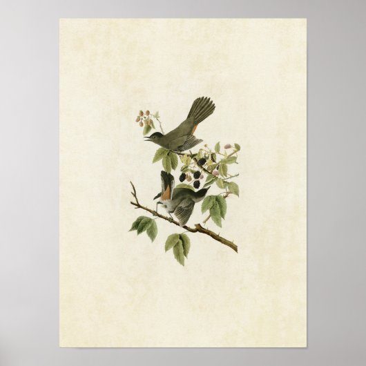 プレート128 | Catbird |アメリカの鳥 ポスター (正面)