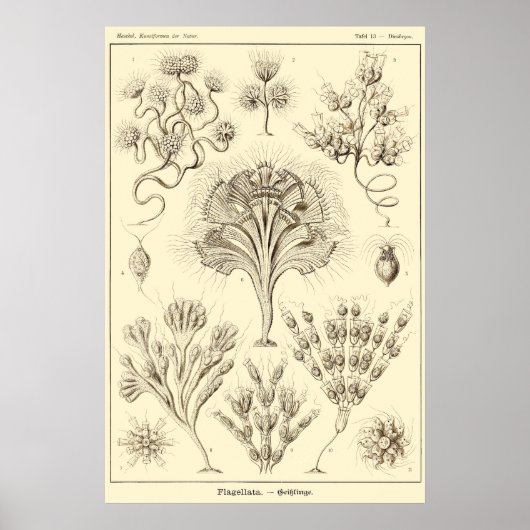 プレート13フラゲラタ ポスター (正面)