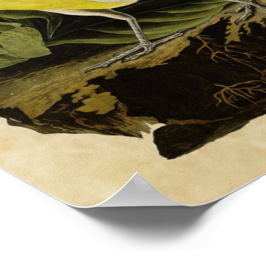 プレート136 | Meadow Lark |アメリカの鳥 ポスター (角)