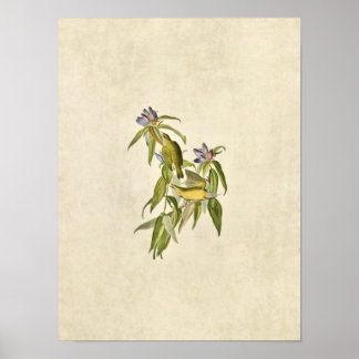 プレート138 | Connecticut Warbler |アメリカの鳥 ポスター