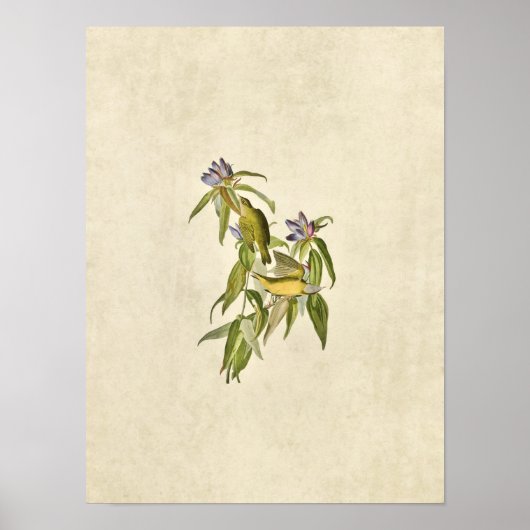 プレート138 | Connecticut Warbler |アメリカの鳥 ポスター (正面)