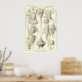 プレート14ペリディネア ポスター (キッチン)