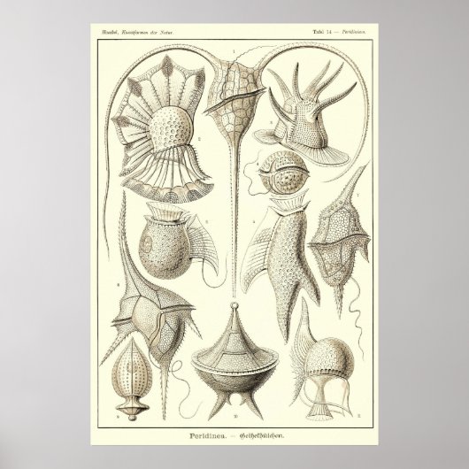 プレート14ペリディネア ポスター (正面)