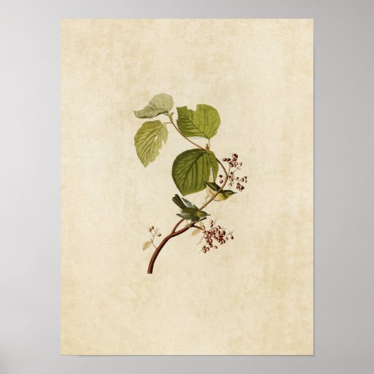 プレート148 |松の湿原 |アメリカの鳥 ポスター (正面)