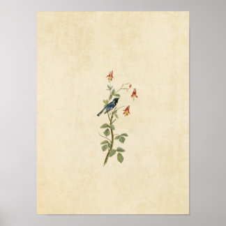 プレート155 |黒い喉の付いた青いワルブラー ポスター