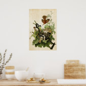 プレート16 | Ferruginous Thrush |アメリカの鳥 ポスター (キッチン)