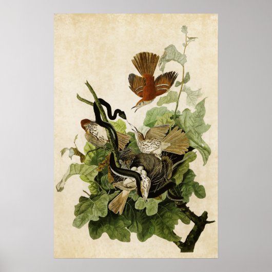 プレート16 | Ferruginous Thrush |アメリカの鳥 ポスター (正面)