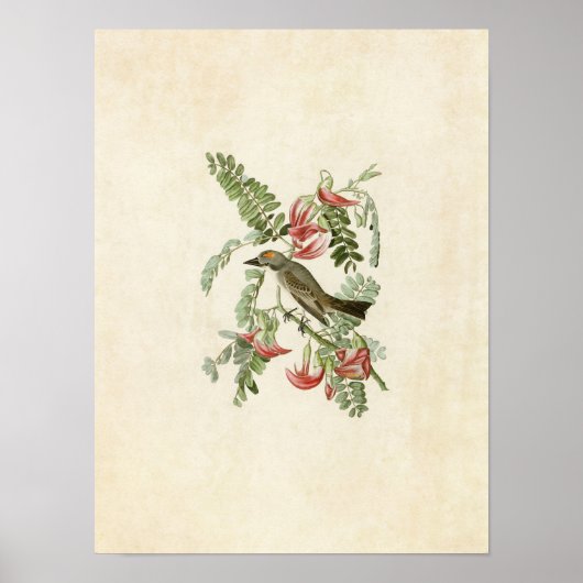 プレート170 | Gray Tyrant |アメリカの鳥 ポスター (正面)